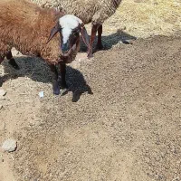 گوسفند