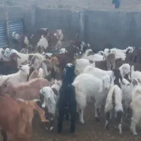 ۳۵ عدد بزغاله نر و ماده