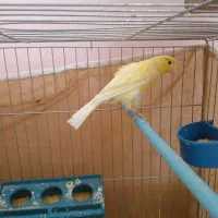 قناری ماده اماده