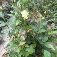 فروش پایه رز هلندی