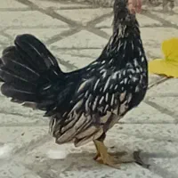 خروس چینی مینی
