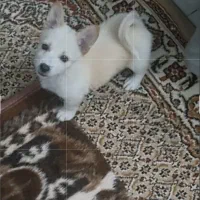 فروشی|سگ|ارومیه, |دیوار