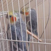 عروس هلندی