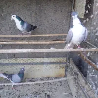 خرقه ودستگردی