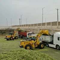 ذرت علوفه ای