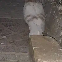 سلام
