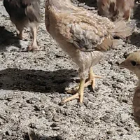 جوجه مرغ و خروس گلپایگان و جوجه یک روزه