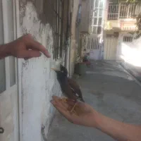 جوجه مینا