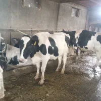کار در گاوداری