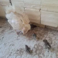 مرغ گلین با جوجه براکل