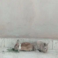 خرگوش