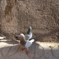 یک جفت المانی