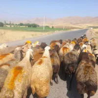 گوسفند میش جوان داشتی