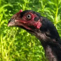 لاری