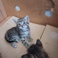 واگذاری رایگان بچه گربه