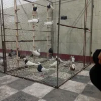 بله کفتر