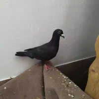 زاغ