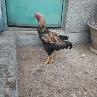 مرغ خروس لاری