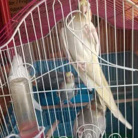 چندعددعروس هلندی سرحال پابه جفت