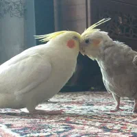 عروس هلندی