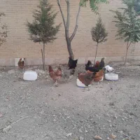 مرغ تخم گذار