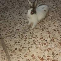 بچه خرگوش سه ماه