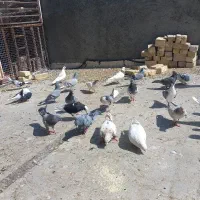 کبوتر نقش و پرشی