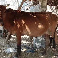 گاو|حیوانات مزرعه|رامهرمز, |دیوار