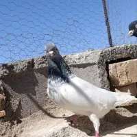 کله الماسی