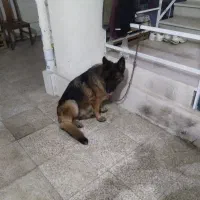 سگ ژرمن