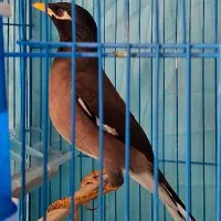 مرغ مینا نر  معاوضه با قناری ماده