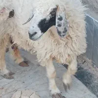 دو عدد گوسفند نر و ماده