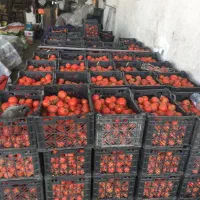 گوجه ربی|خوردنی و آشامیدنی|زنجان, |دیوار
