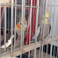 عروس هلندی سلامت