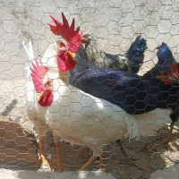 خروس سفید
