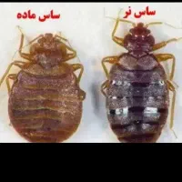 سمپاشی ضدعفونی تضمینی عقرب وسوسک وموش وعقربمرگبار