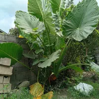 گل بابا آدم غول پیکر