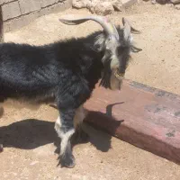نربز