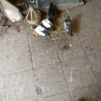 کبوتررنگه