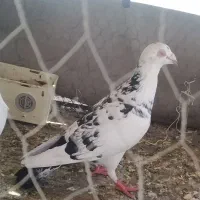 یک جفت کفتر سوسکی و غره سبز قیمت توافقی