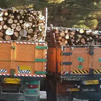 خرید انوع چوب با بهترین قیمت (همکاری با باغداران )