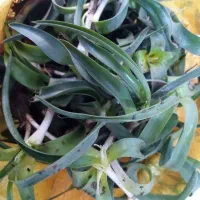 تره کوهی گل آقا