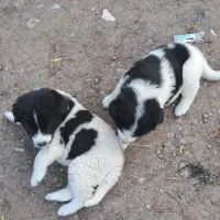 توله سگ های کوچک