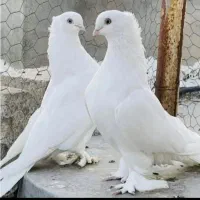 کبوترگمشده