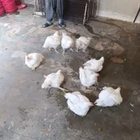 مرغ زنده