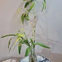 بامبو|گل و گیاه طبیعی|تهران, امانیه|دیوار