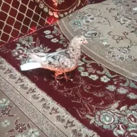 کفتر سرور