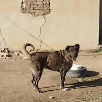 سگ گله و نگهبان
