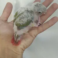 جوجه گرینچیک آناناسی سرلاکی