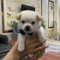 پامر خرسی نر